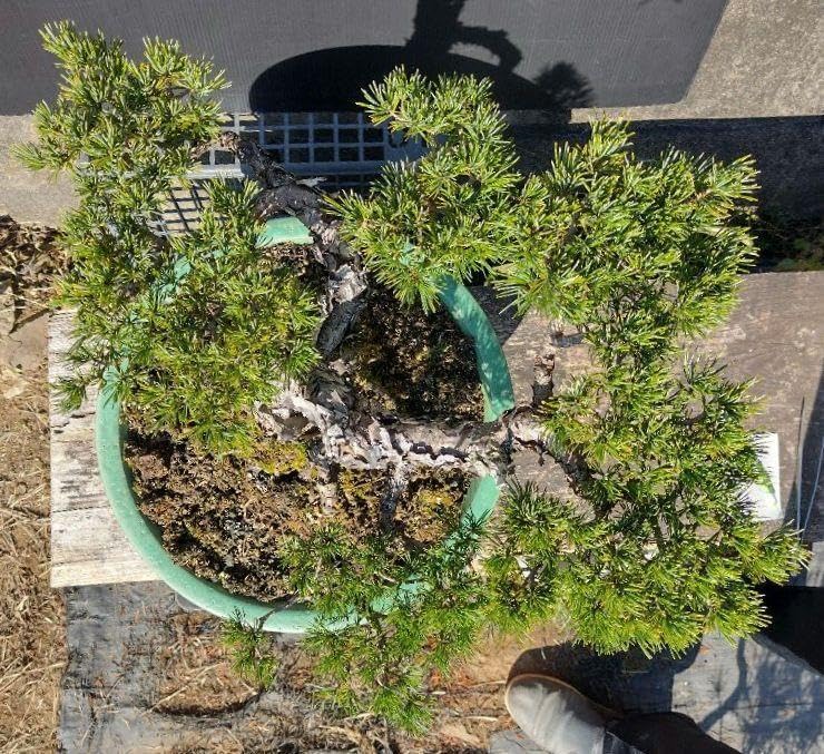 大品那須五葉松盆栽 11-7 五葉松 [7幹株立ち] 大品盆栽 五葉松 [